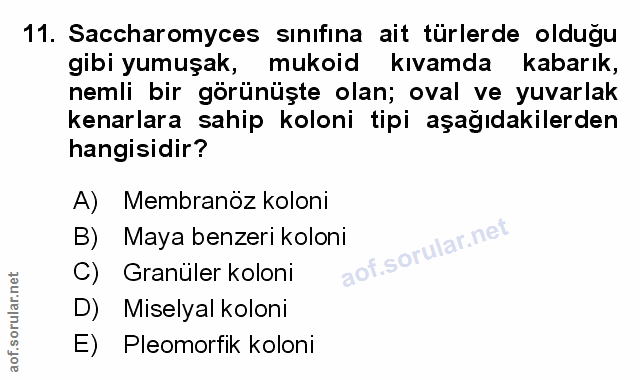 Soru 11