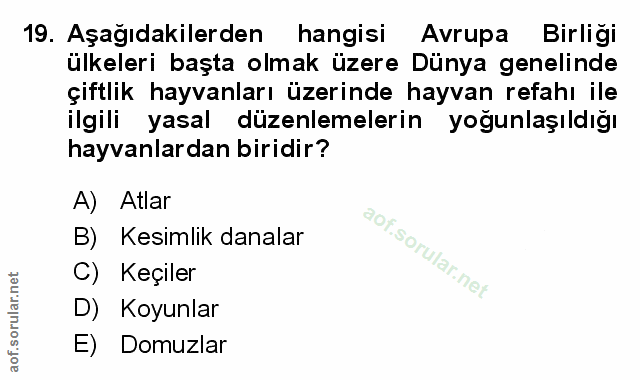 Soru 19