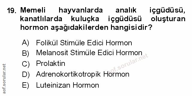 Soru 19