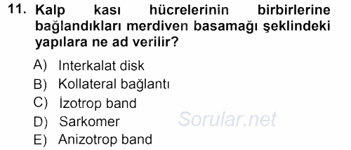 Temel Veteriner Histoloji ve Embriyoloji 2012 - 2013 Dönem Sonu Sınavı 11.Soru