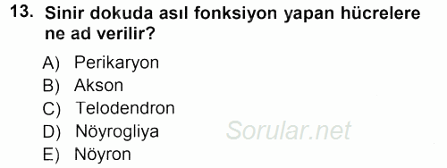 Temel Veteriner Histoloji ve Embriyoloji 2012 - 2013 Dönem Sonu Sınavı 13.Soru