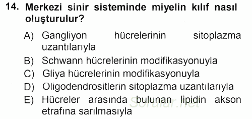 Temel Veteriner Histoloji ve Embriyoloji 2012 - 2013 Dönem Sonu Sınavı 14.Soru