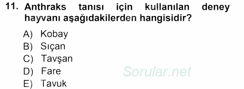 Veteriner Mikrobiyoloji ve Epidemiyoloji 2012 - 2013 Ara Sınavı 11.Soru