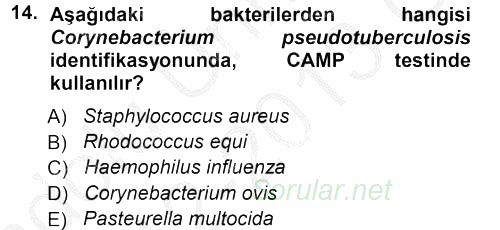 Veteriner Mikrobiyoloji ve Epidemiyoloji 2012 - 2013 Ara Sınavı 14.Soru