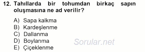 Tarla Bitkileri 1 2012 - 2013 Ara Sınavı 12.Soru