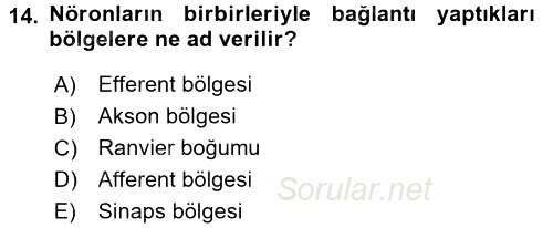 İnsan Beden Yapısı Ve Fizyolojisi 2017 - 2018 Ara Sınavı 14.Soru