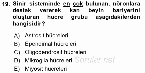 İnsan Beden Yapısı Ve Fizyolojisi 2017 - 2018 Ara Sınavı 19.Soru