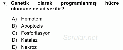 İnsan Beden Yapısı Ve Fizyolojisi 2017 - 2018 Ara Sınavı 7.Soru