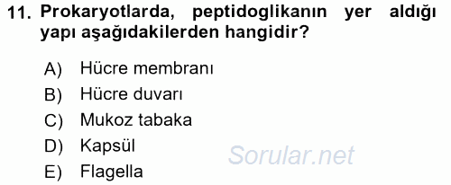 Genel Biyoloji 1 2015 - 2016 Tek Ders Sınavı 11.Soru