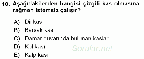 Temel Veteriner Histoloji ve Embriyoloji 2016 - 2017 Dönem Sonu Sınavı 10.Soru