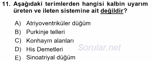 Temel Veteriner Histoloji ve Embriyoloji 2016 - 2017 Dönem Sonu Sınavı 11.Soru