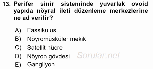 Temel Veteriner Histoloji ve Embriyoloji 2016 - 2017 Dönem Sonu Sınavı 13.Soru