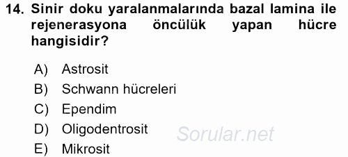 Temel Veteriner Histoloji ve Embriyoloji 2016 - 2017 Dönem Sonu Sınavı 14.Soru