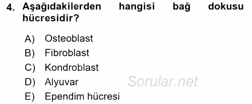 Temel Veteriner Histoloji ve Embriyoloji 2016 - 2017 Dönem Sonu Sınavı 4.Soru