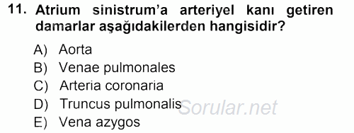 Temel Veteriner Anatomi 2012 - 2013 Dönem Sonu Sınavı 11.Soru