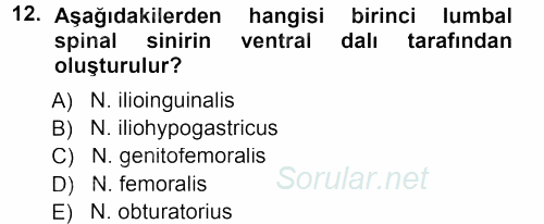 Temel Veteriner Anatomi 2012 - 2013 Dönem Sonu Sınavı 12.Soru