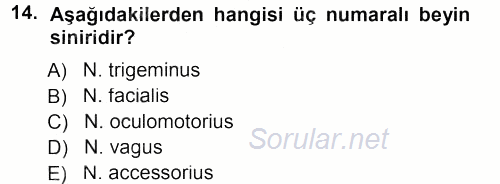 Temel Veteriner Anatomi 2012 - 2013 Dönem Sonu Sınavı 14.Soru