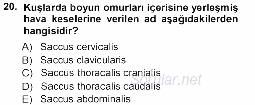 Temel Veteriner Anatomi 2012 - 2013 Dönem Sonu Sınavı 20.Soru