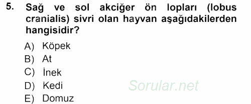Temel Veteriner Anatomi 2012 - 2013 Dönem Sonu Sınavı 5.Soru