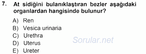 Temel Veteriner Anatomi 2012 - 2013 Dönem Sonu Sınavı 7.Soru