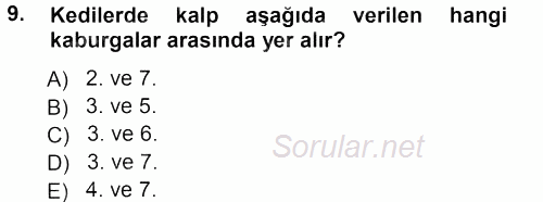 Temel Veteriner Anatomi 2012 - 2013 Dönem Sonu Sınavı 9.Soru