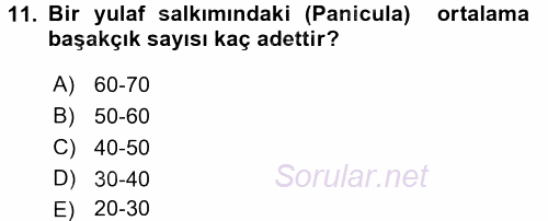 Tarla Bitkileri 1 2015 - 2016 Ara Sınavı 11.Soru