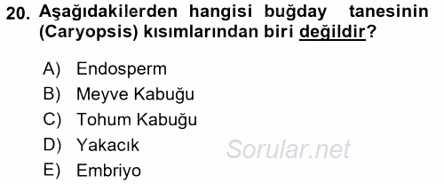 Tarla Bitkileri 1 2015 - 2016 Ara Sınavı 20.Soru