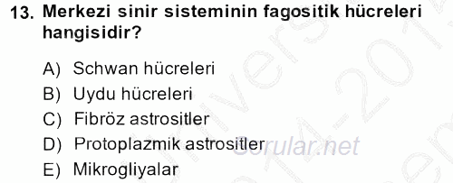 Temel Veteriner Histoloji ve Embriyoloji 2014 - 2015 Dönem Sonu Sınavı 13.Soru