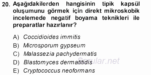 Veteriner Mikrobiyoloji ve Epidemiyoloji 2013 - 2014 Dönem Sonu Sınavı 20.Soru