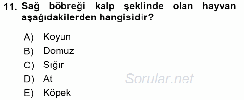 Temel Veteriner Anatomi 2015 - 2016 Tek Ders Sınavı 11.Soru