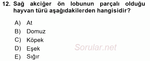 Temel Veteriner Anatomi 2015 - 2016 Tek Ders Sınavı 12.Soru