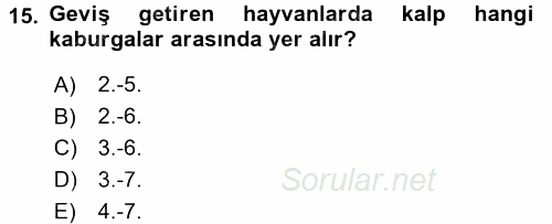 Temel Veteriner Anatomi 2015 - 2016 Tek Ders Sınavı 15.Soru