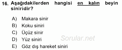 Temel Veteriner Anatomi 2015 - 2016 Tek Ders Sınavı 16.Soru