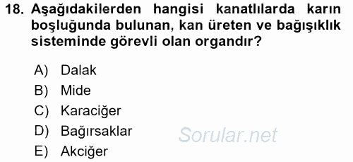 Temel Veteriner Anatomi 2015 - 2016 Tek Ders Sınavı 18.Soru