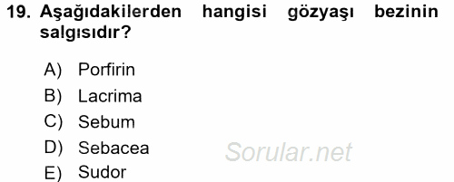 Temel Veteriner Anatomi 2015 - 2016 Tek Ders Sınavı 19.Soru