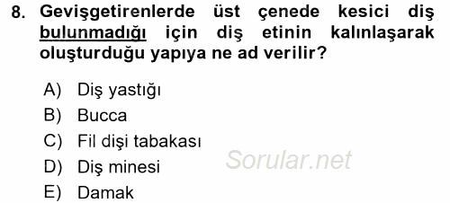 Temel Veteriner Anatomi 2015 - 2016 Tek Ders Sınavı 8.Soru