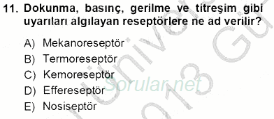 İnsan Anatomisi Ve Fizyolojisi 2012 - 2013 Ara Sınavı 11.Soru