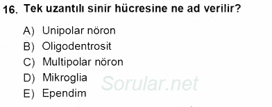 İnsan Anatomisi Ve Fizyolojisi 2012 - 2013 Ara Sınavı 16.Soru