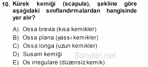 Temel Veteriner Anatomi 2013 - 2014 Ara Sınavı 10.Soru