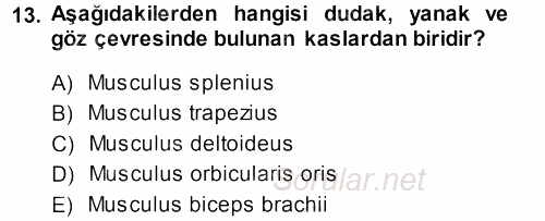 Temel Veteriner Anatomi 2013 - 2014 Ara Sınavı 13.Soru