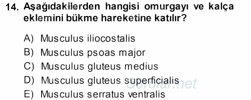 Temel Veteriner Anatomi 2013 - 2014 Ara Sınavı 14.Soru