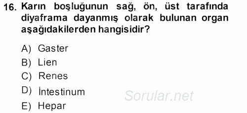 Temel Veteriner Anatomi 2013 - 2014 Ara Sınavı 16.Soru