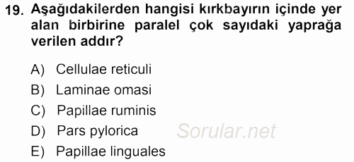 Temel Veteriner Anatomi 2013 - 2014 Ara Sınavı 19.Soru