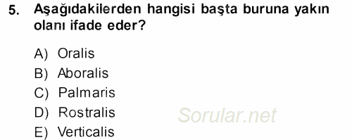 Temel Veteriner Anatomi 2013 - 2014 Ara Sınavı 5.Soru