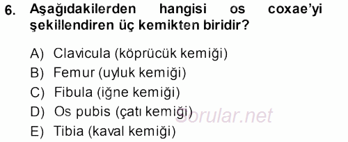 Temel Veteriner Anatomi 2013 - 2014 Ara Sınavı 6.Soru
