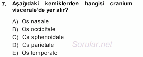 Temel Veteriner Anatomi 2013 - 2014 Ara Sınavı 7.Soru