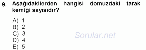 Temel Veteriner Anatomi 2013 - 2014 Ara Sınavı 9.Soru