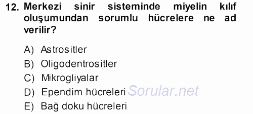 Temel Veteriner Histoloji ve Embriyoloji 2013 - 2014 Dönem Sonu Sınavı 12.Soru