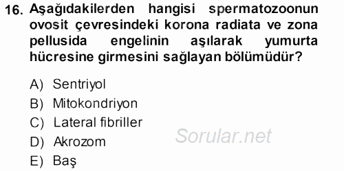 Temel Veteriner Histoloji ve Embriyoloji 2013 - 2014 Dönem Sonu Sınavı 16.Soru