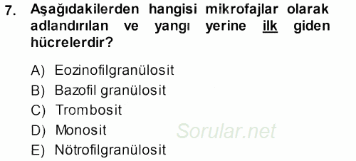 Temel Veteriner Histoloji ve Embriyoloji 2013 - 2014 Dönem Sonu Sınavı 7.Soru